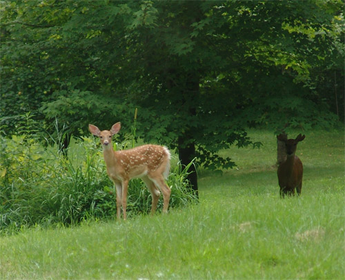 We zien hier ook steeds meer herten in de voortuin - inclusief f*ckin' bambi!