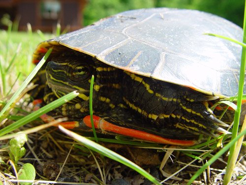 zoals ik al zei; veel beesten in de tuin - zo ook grote schildpadden!