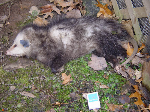 Onbekend in Nederland: De Possum. Ongeveer net zo groot als Puck ... deze doet het niet meer. 